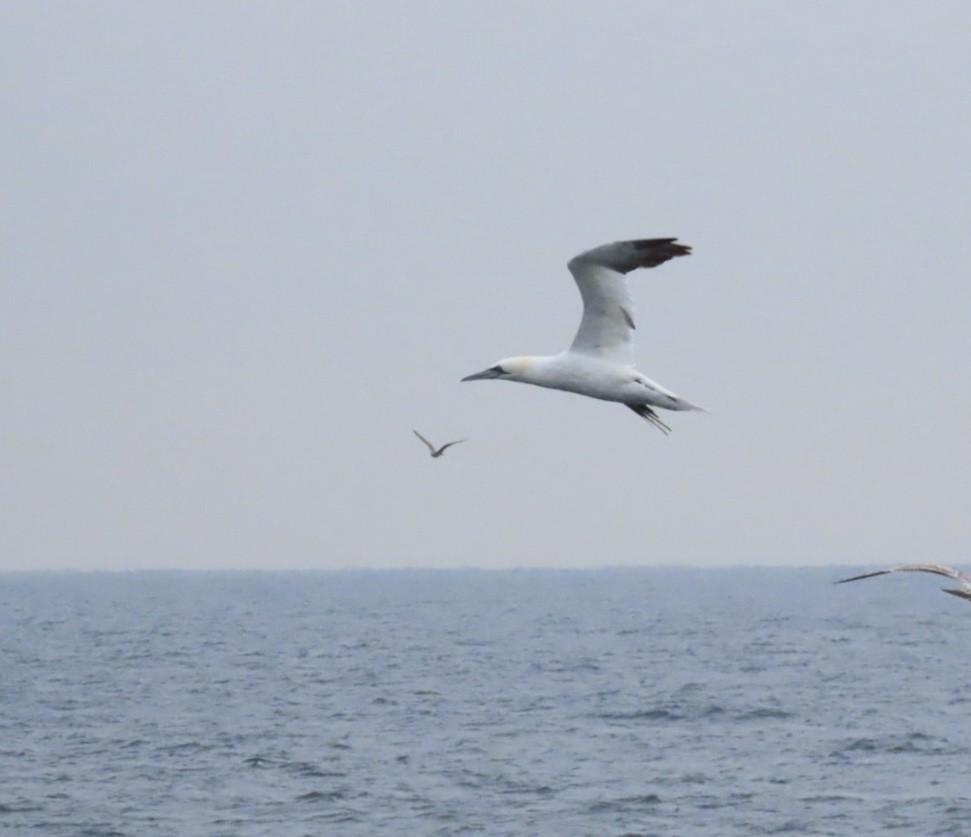 Northern Gannet - ML646688398