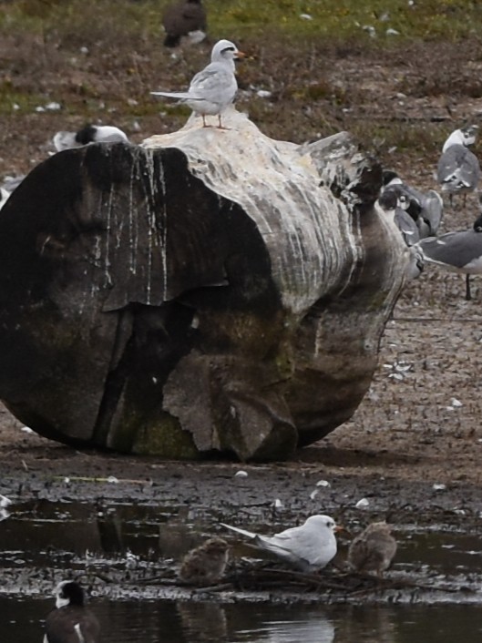 Snowy-crowned Tern - ML646688401