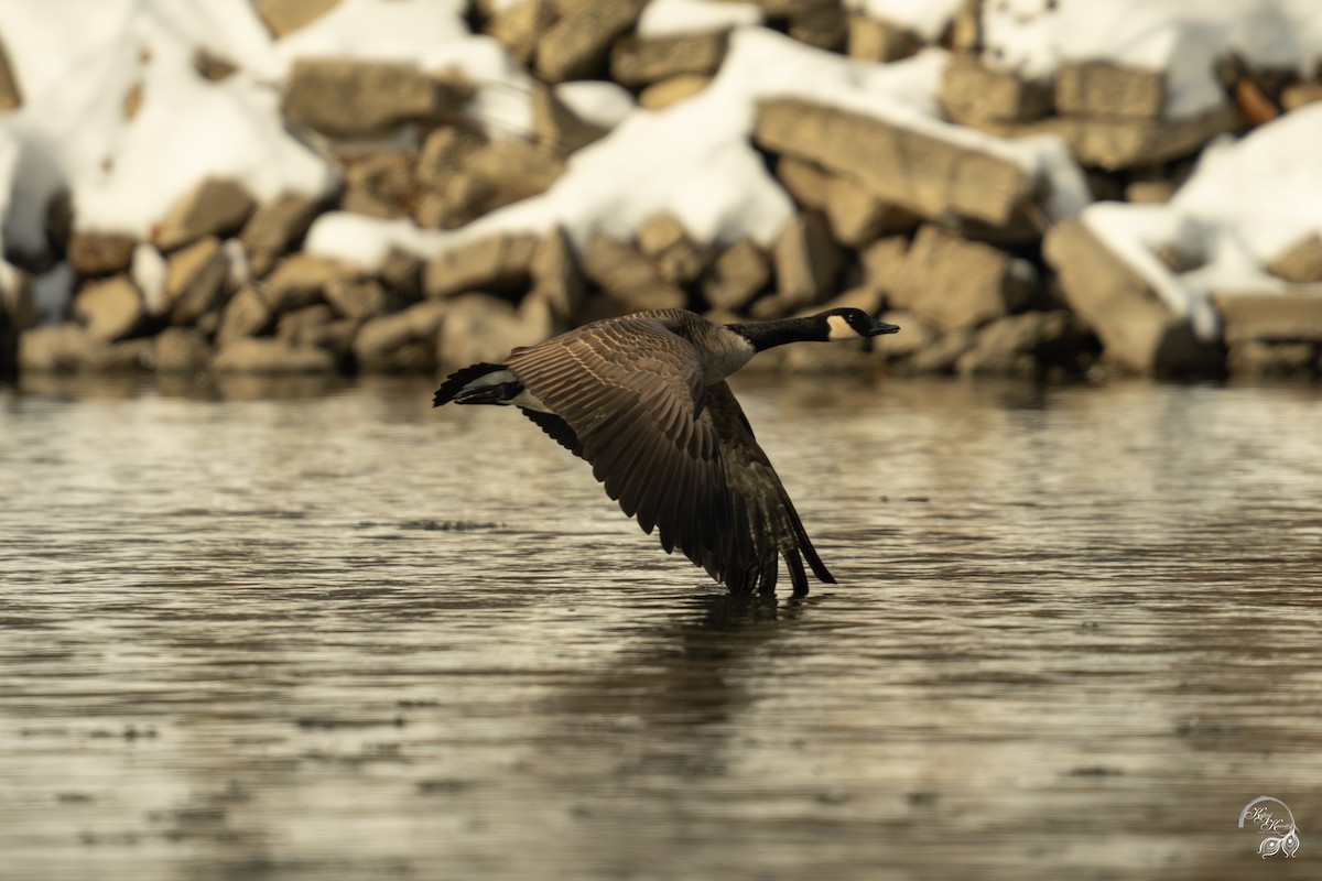 Canada Goose - ML646688402