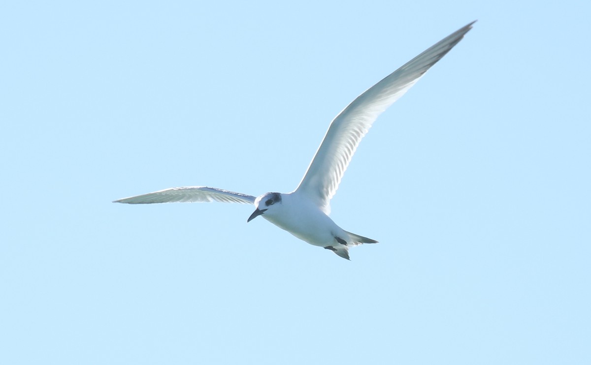 Sandwich Tern - ML646688405