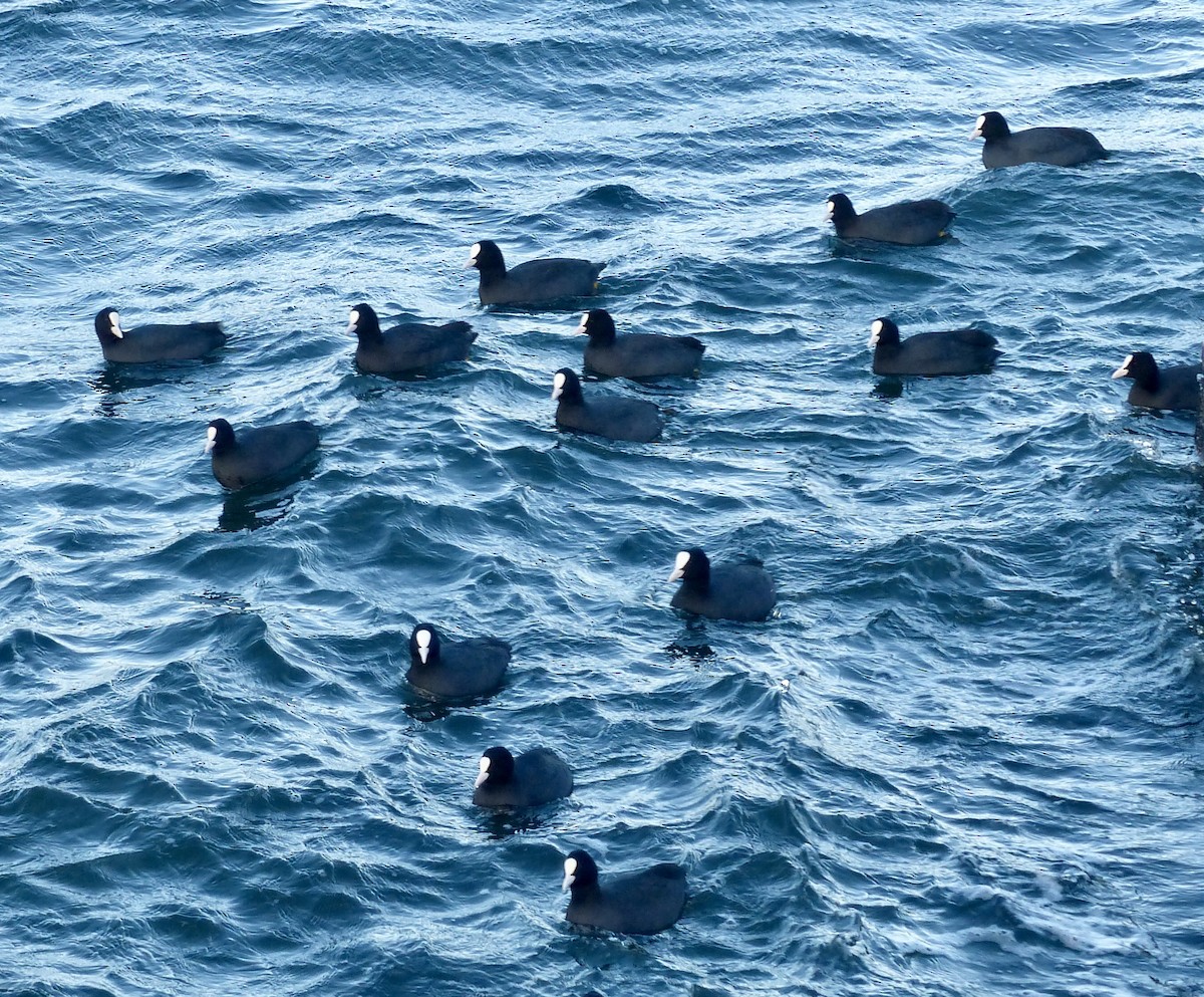 Eurasian Coot - ML646688411