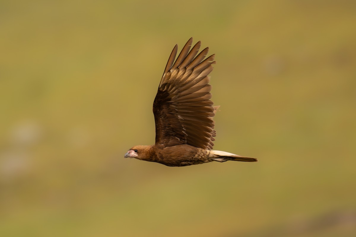 Mountain Caracara - ML646688413