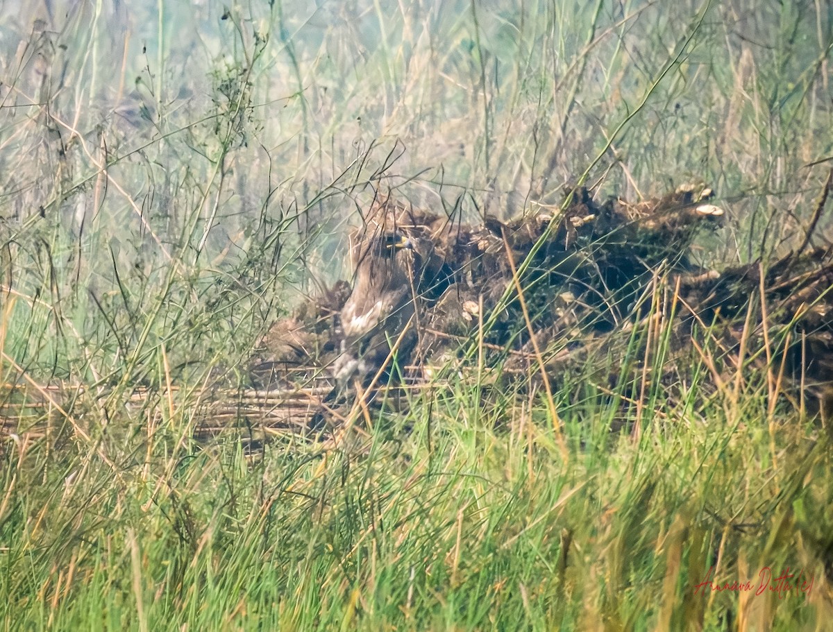 Águila India - ML646688423