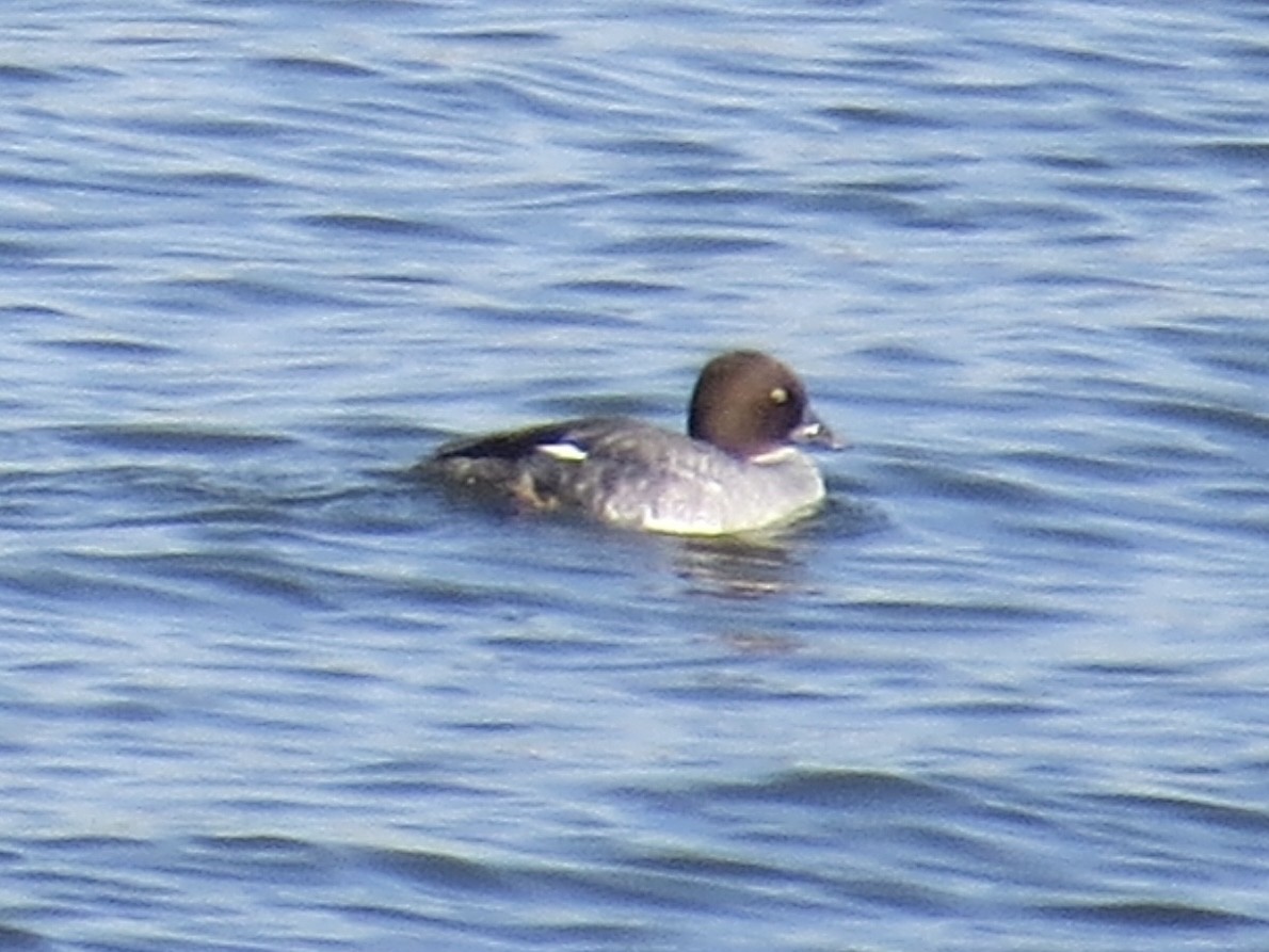Common Goldeneye - ML646688431