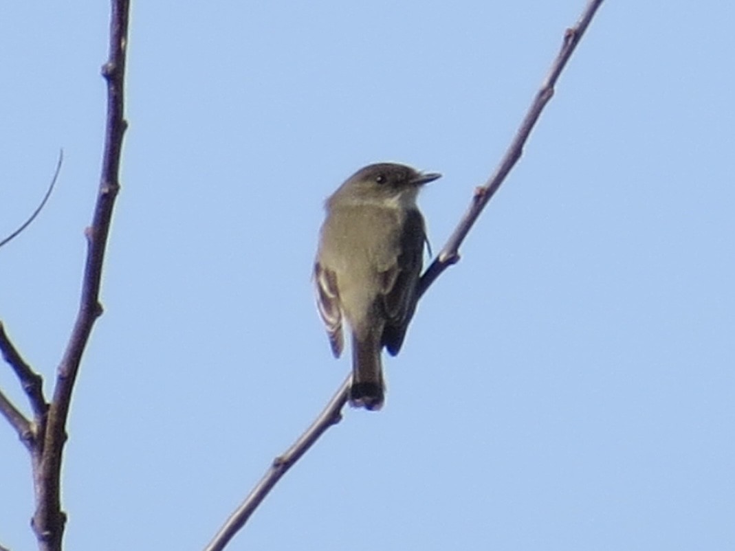 Eastern Phoebe - ML646688433