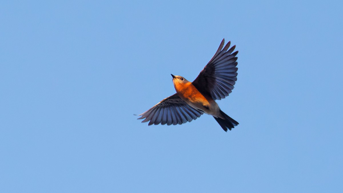 Eastern Bluebird - ML646688435