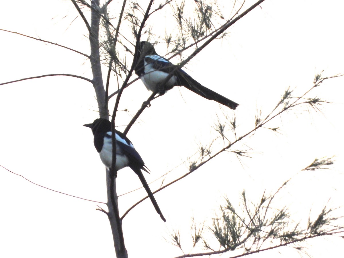 Çin Saksağanı - ML646688442