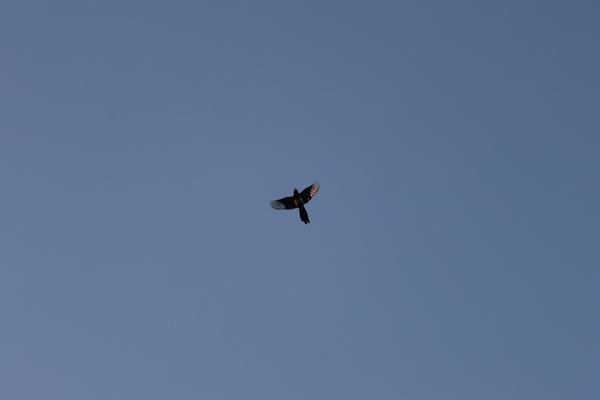 Çin Saksağanı - ML646688443