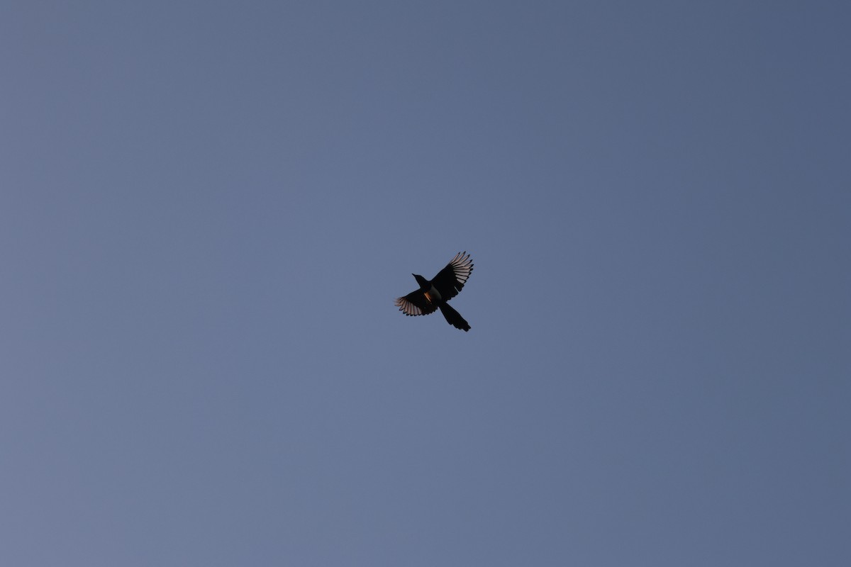 Çin Saksağanı - ML646688444