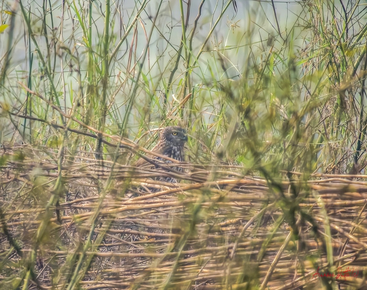 Pied Harrier - ML646688447