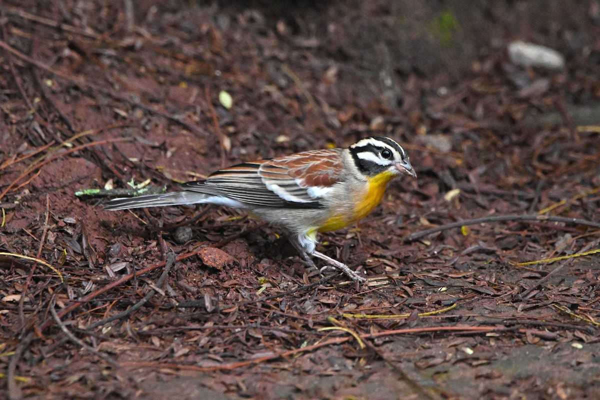 Golden-breasted Bunting - ML646688453
