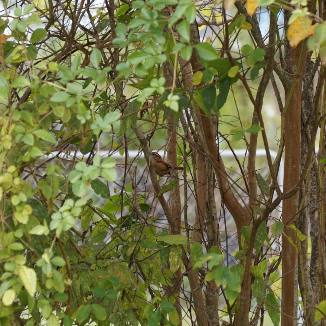 Carolina Wren - ML646688467