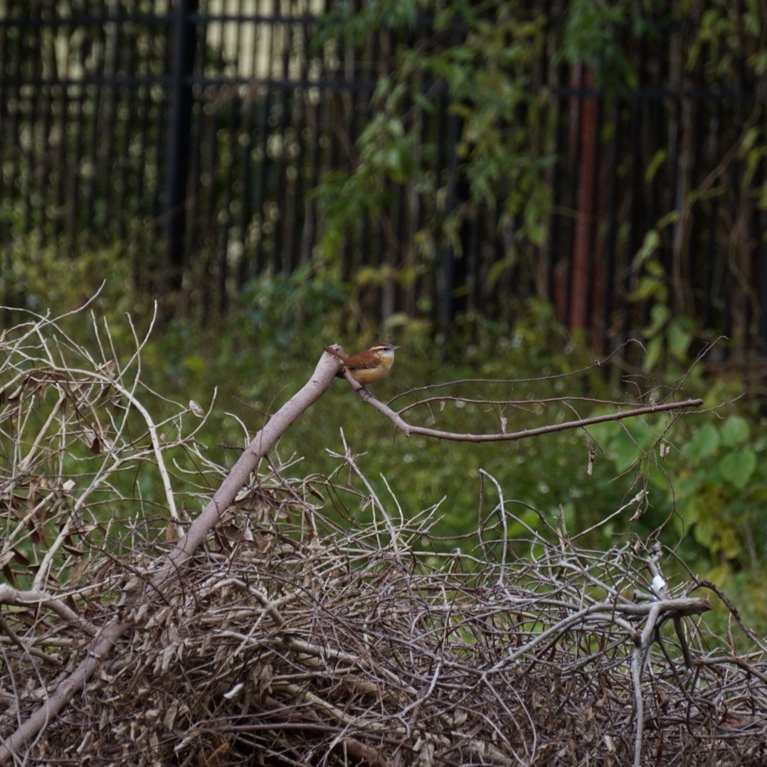 Carolina Wren - ML646688468