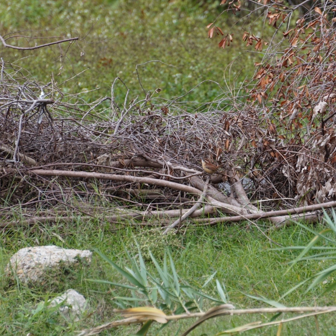 Carolina Wren - ML646688469