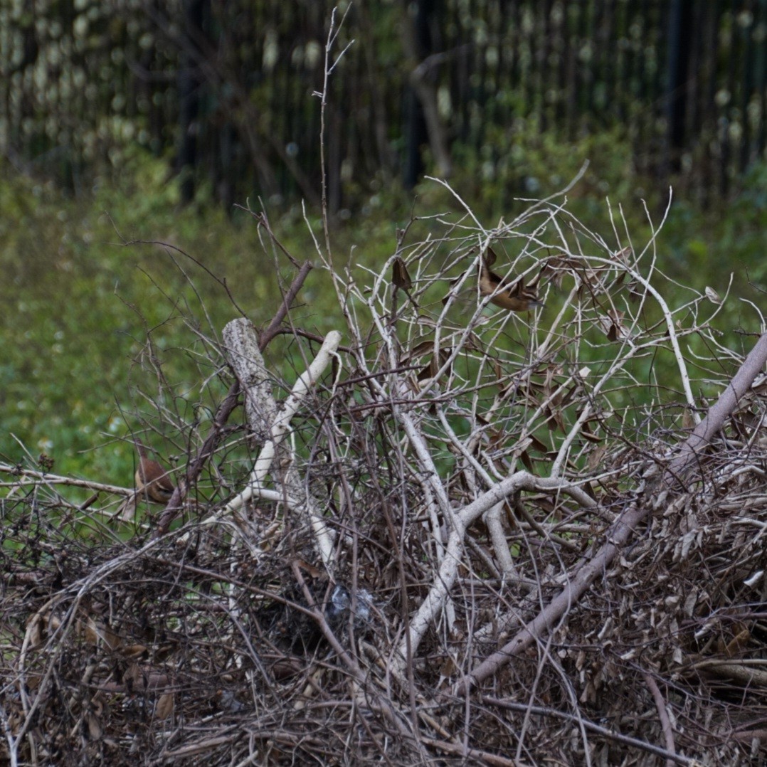 Carolina Wren - ML646688471