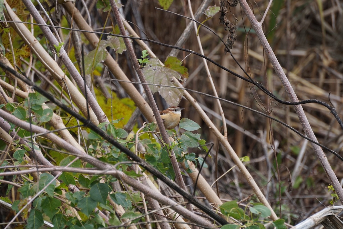 Carolina Wren - ML646688472