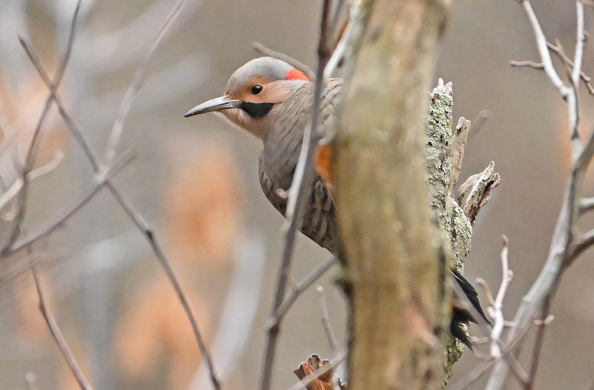 Northern Flicker (Yellow-shafted) - ML646688473