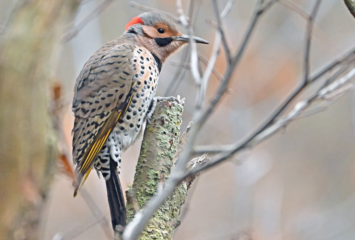 Northern Flicker (Yellow-shafted) - ML646688475