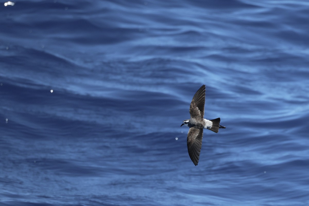 White-faced Storm-Petrel - ML646688476