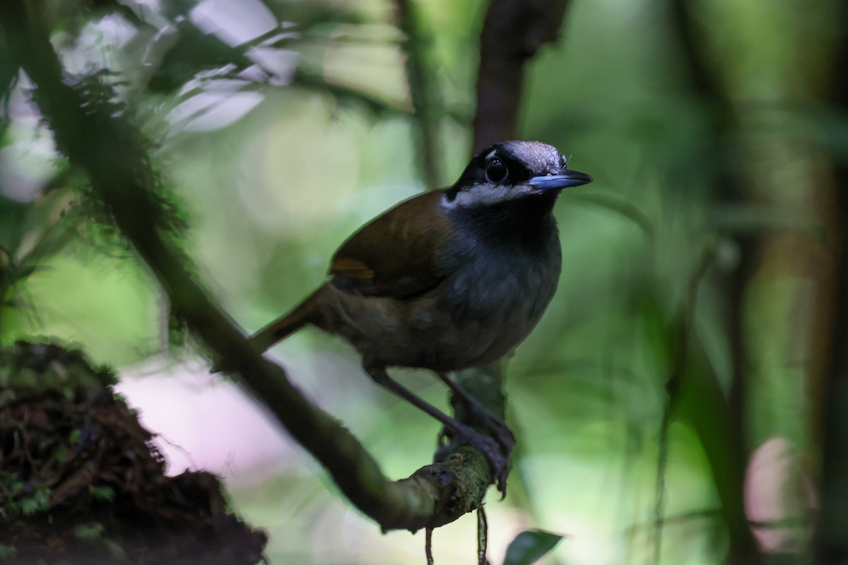 Crossley's Vanga - ML646688477