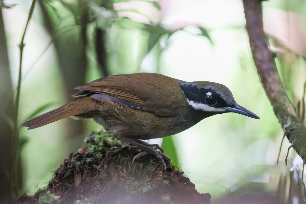 Crossley's Vanga - ML646688478