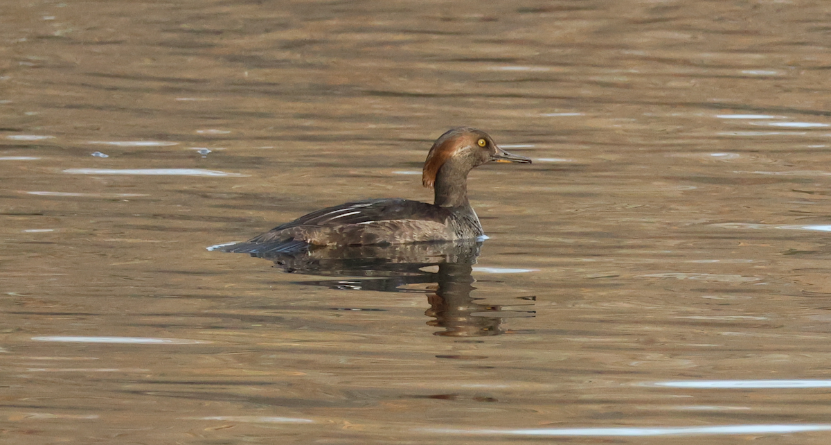 Hooded Merganser - ML646688479