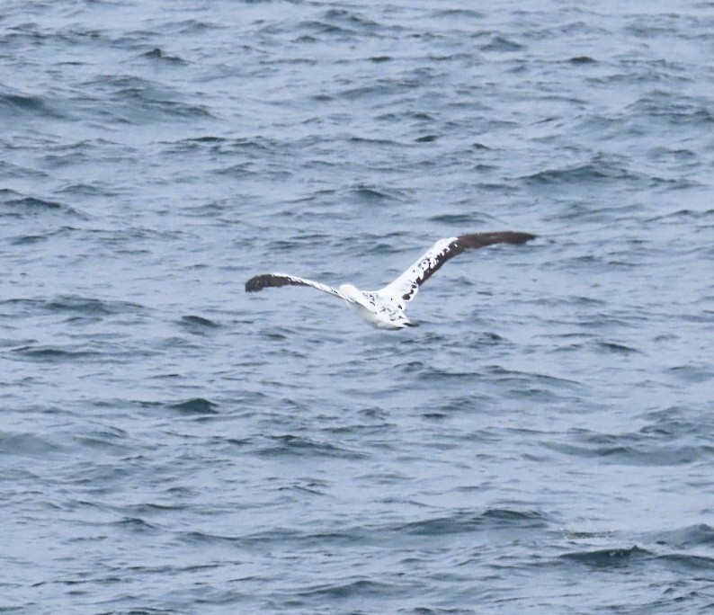 Northern Gannet - ML646688480