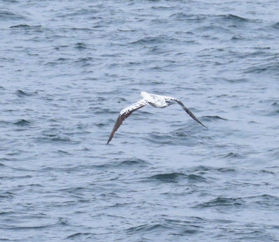 Northern Gannet - ML646688481