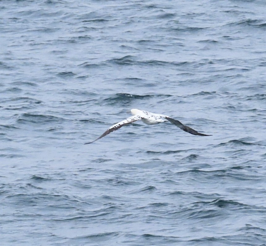 Northern Gannet - ML646688482