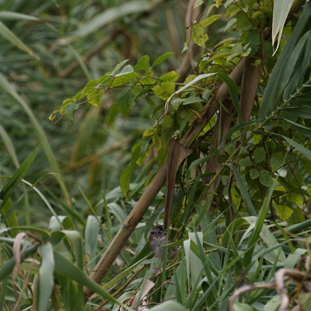 Swamp Sparrow - ML646688485