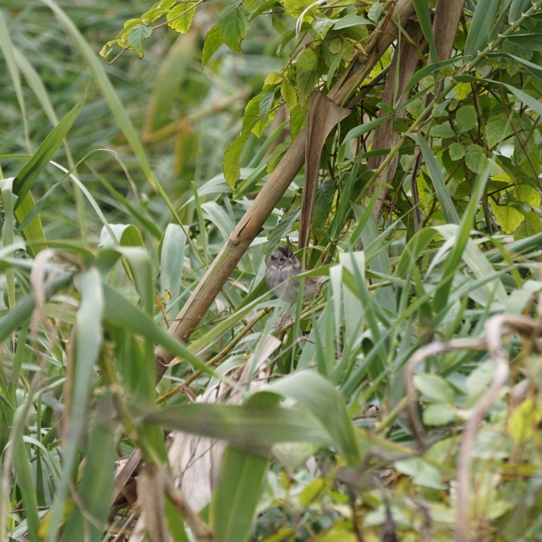 Swamp Sparrow - ML646688486