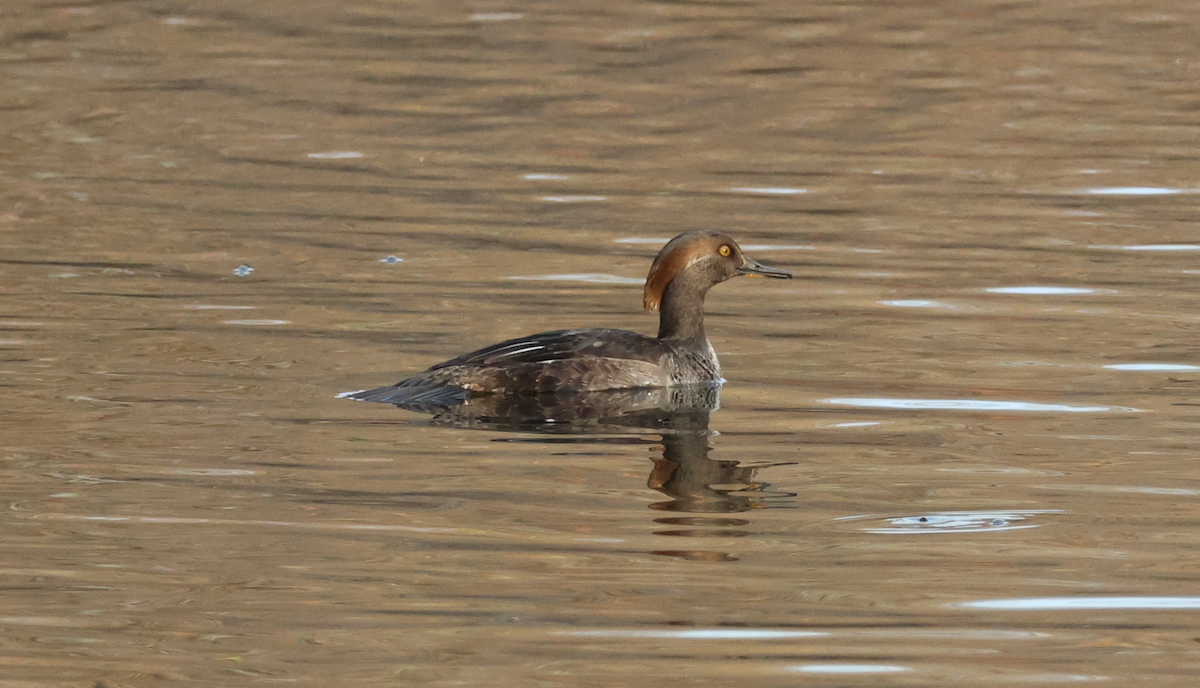 Hooded Merganser - ML646688487