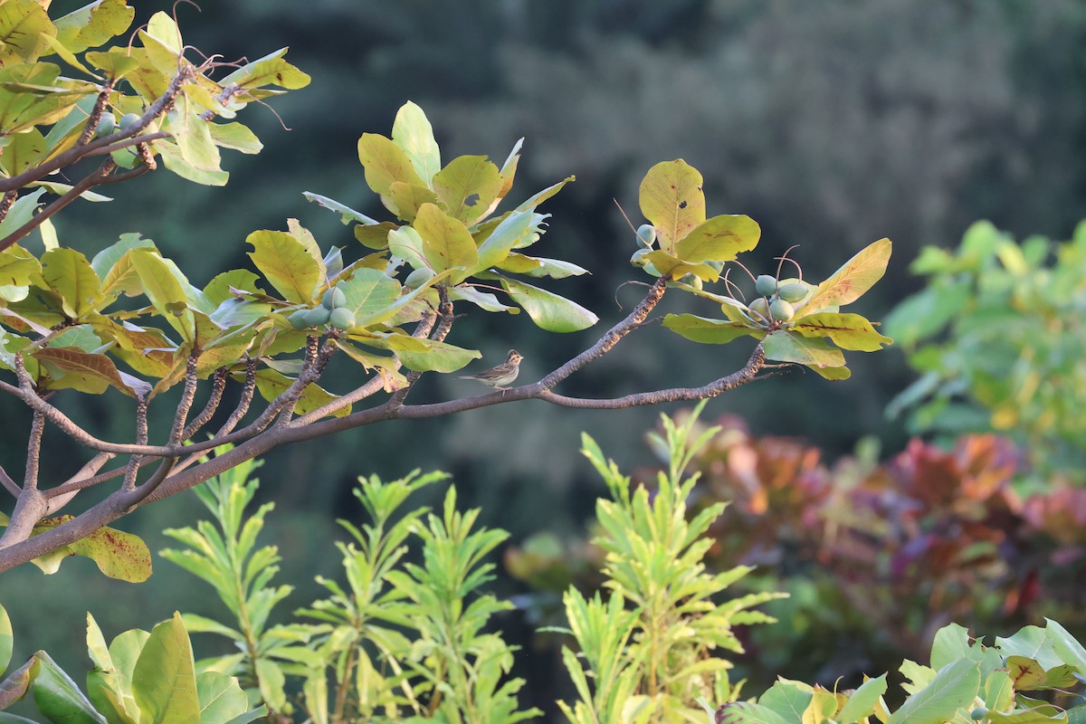 Little Bunting - ML646688490