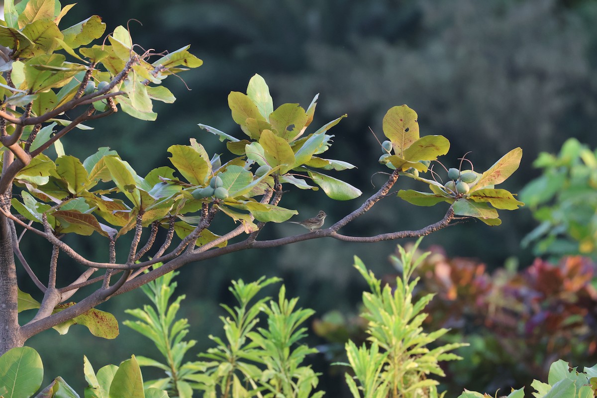Little Bunting - ML646688491