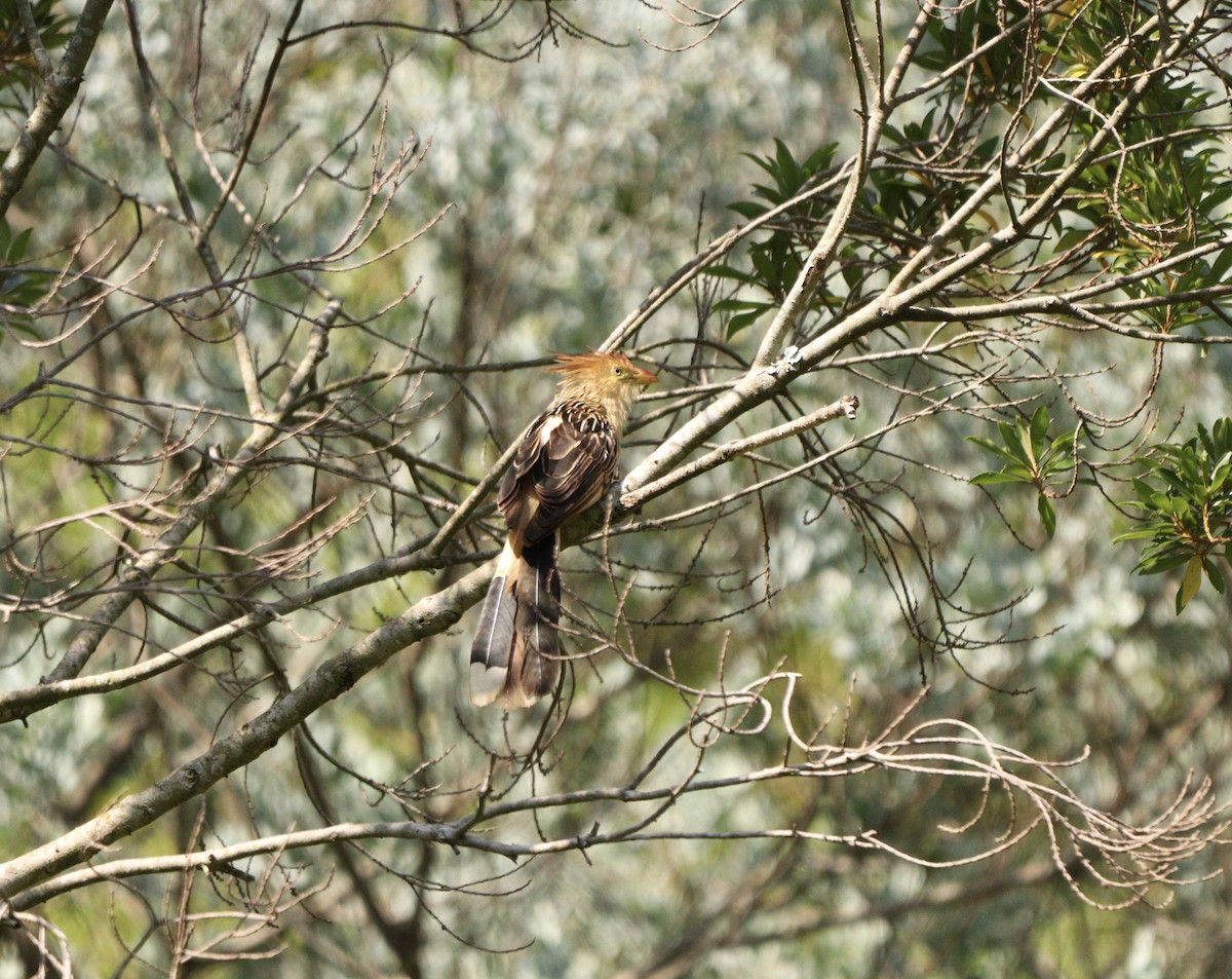 Guira Cuckoo - ML646688492