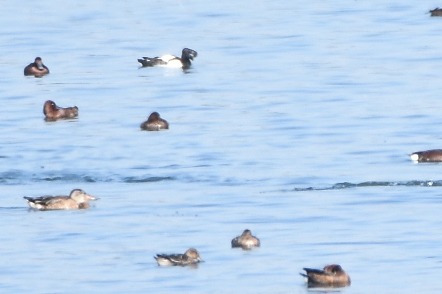 Greater Scaup - ML646688495