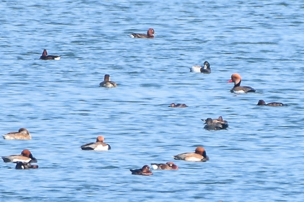 Greater Scaup - ML646688496