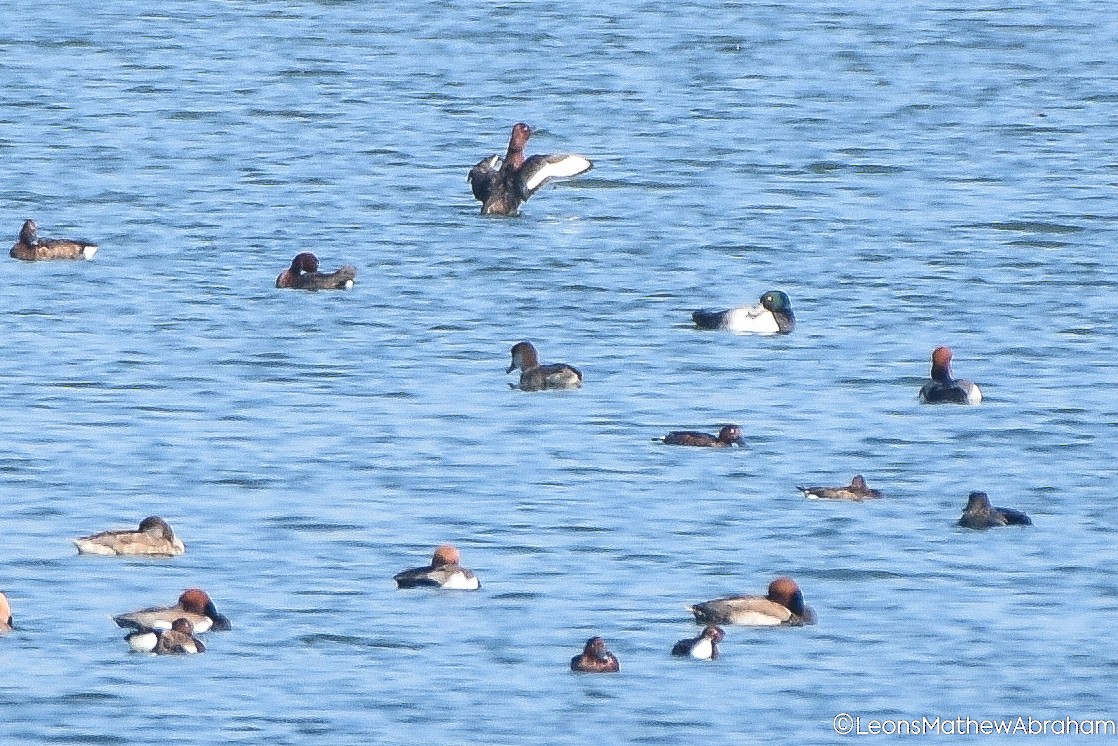 Greater Scaup - ML646688497