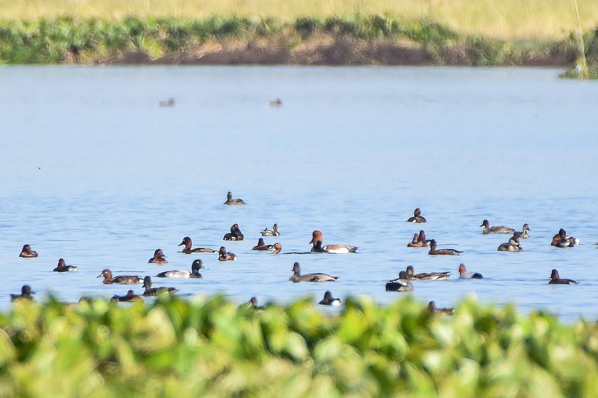 Greater Scaup - ML646688498