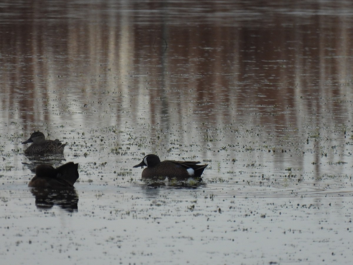 Blue-winged Teal - ML646688499