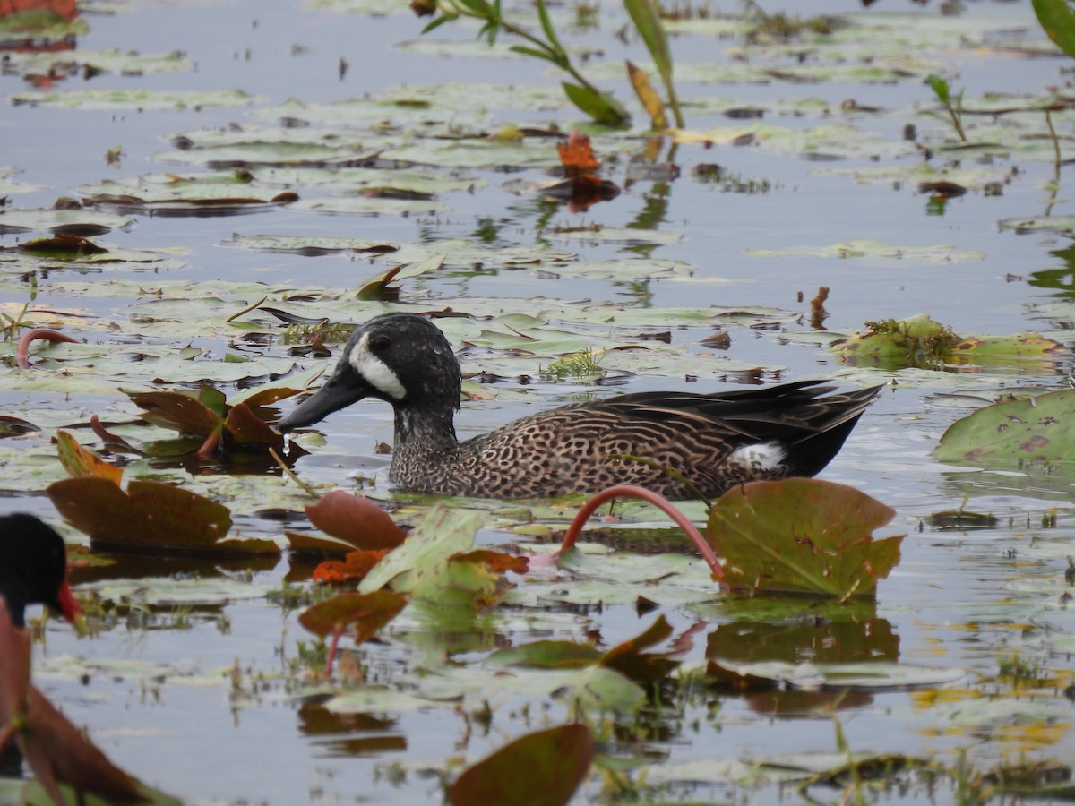 Blue-winged Teal - ML646688500