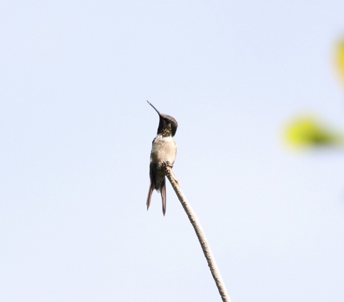 Amethyst Woodstar - ML646688501