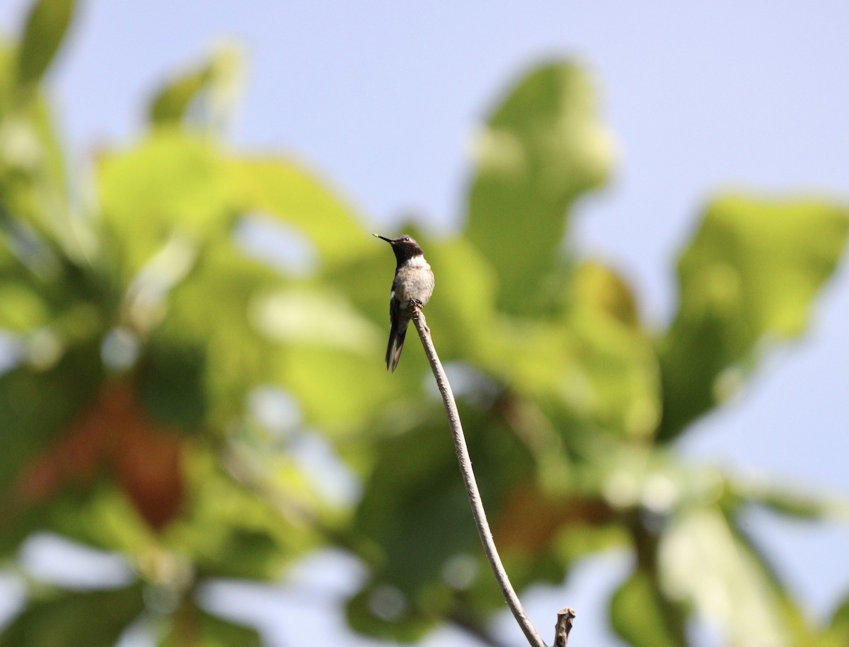 Amethyst Woodstar - ML646688502