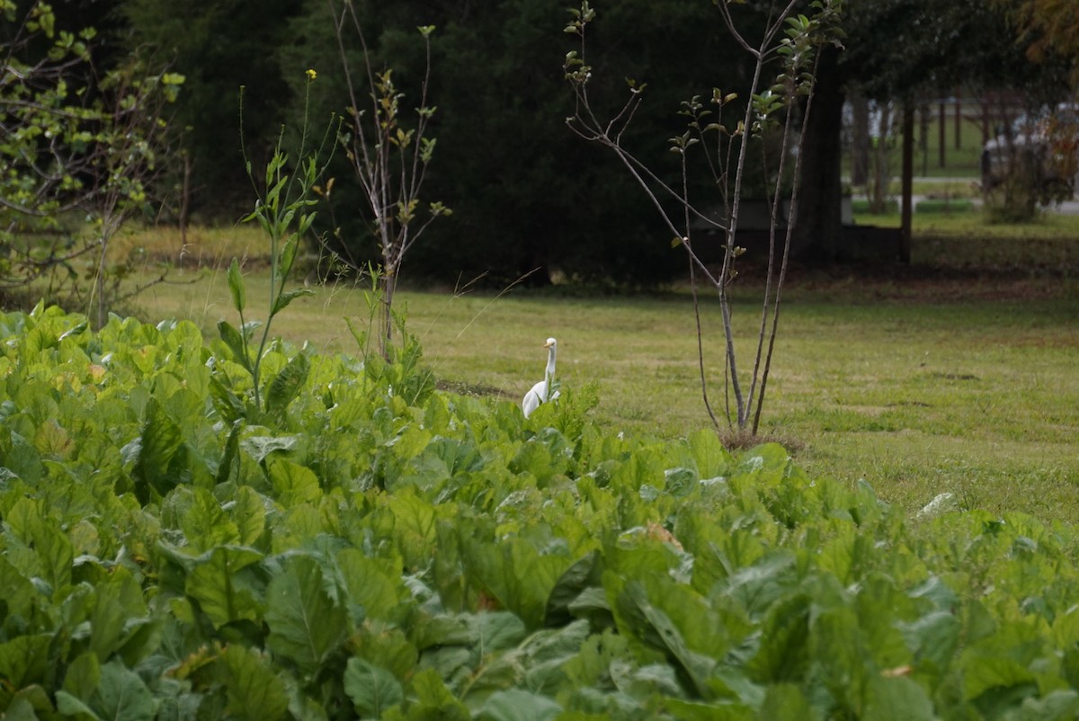 egretthegre - ML646688507