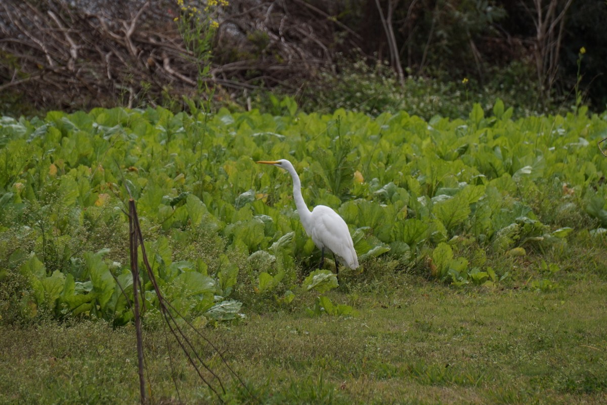 egretthegre - ML646688508