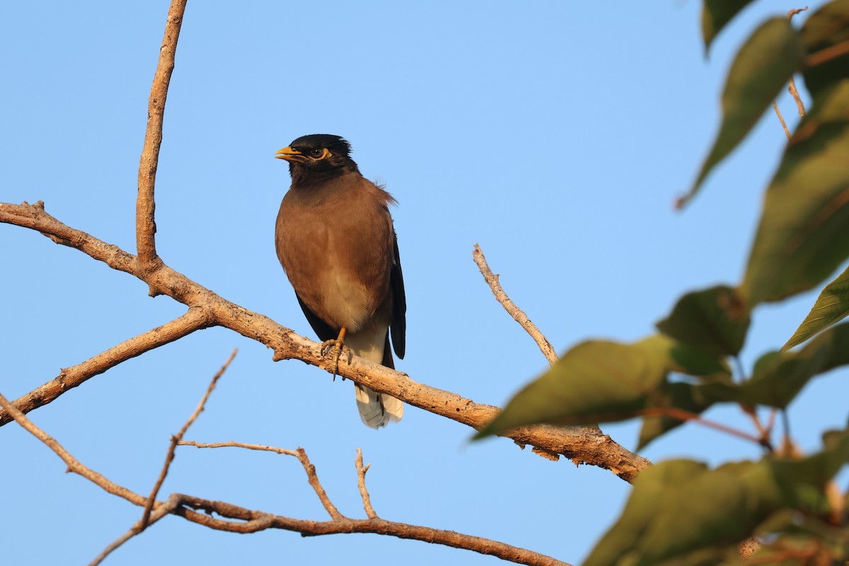 Çiğdeci - ML646688509