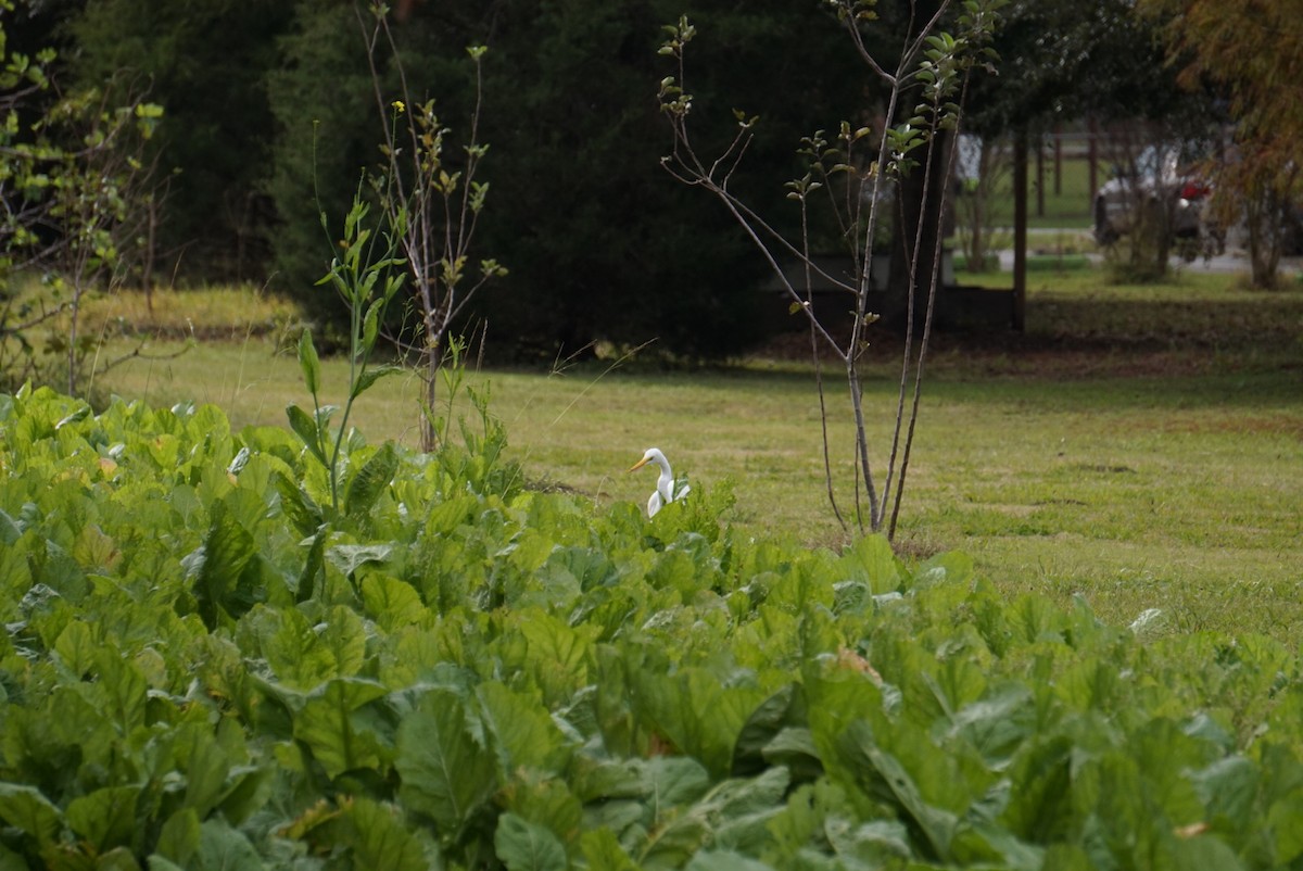 egretthegre - ML646688516