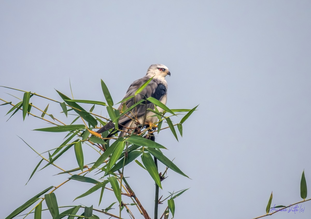 Elanio Común - ML646688517