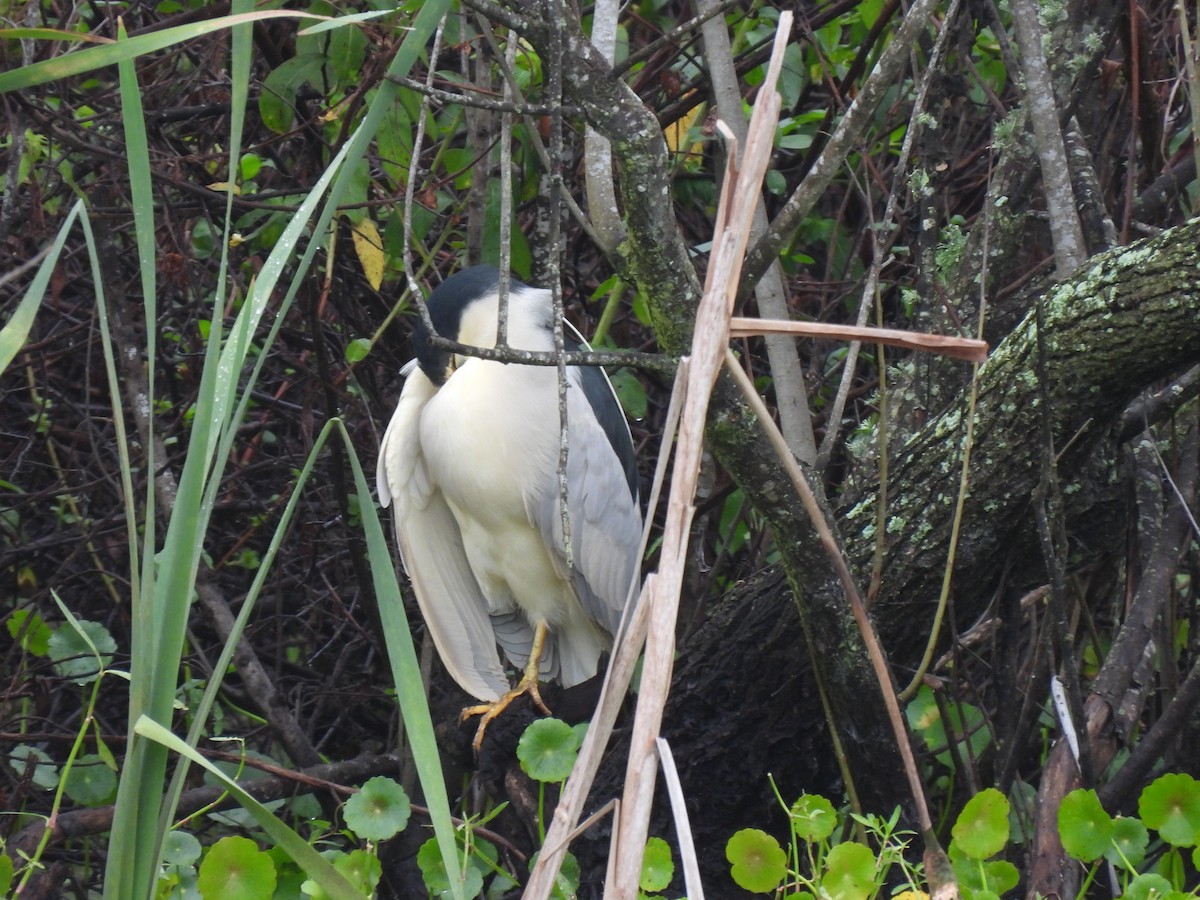 Кваква - ML646688522