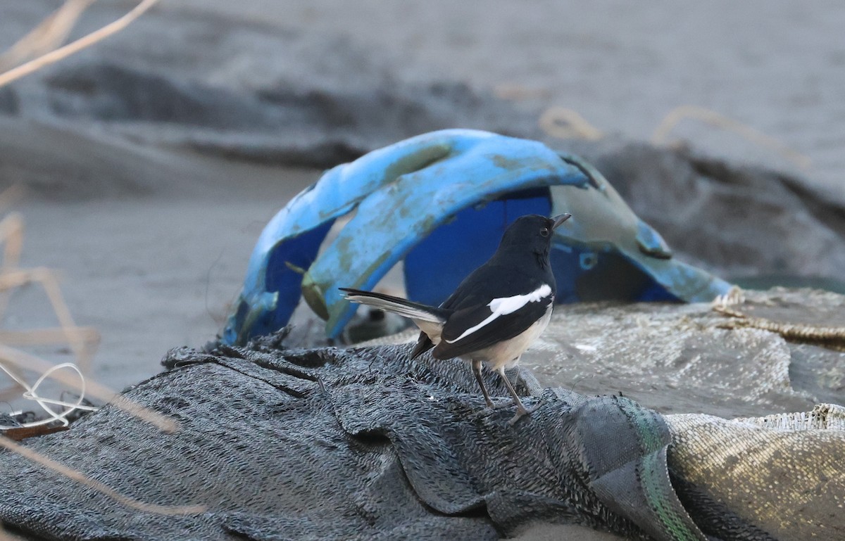 Çinhindi Alaca Bülbülü - ML646688529